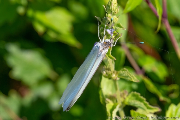 NWFN St Marks 2024-08-14 - White, Great Southern (45)