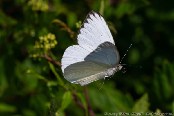 NWFN St Marks 2024-08-14 - White, Great Southern (52)