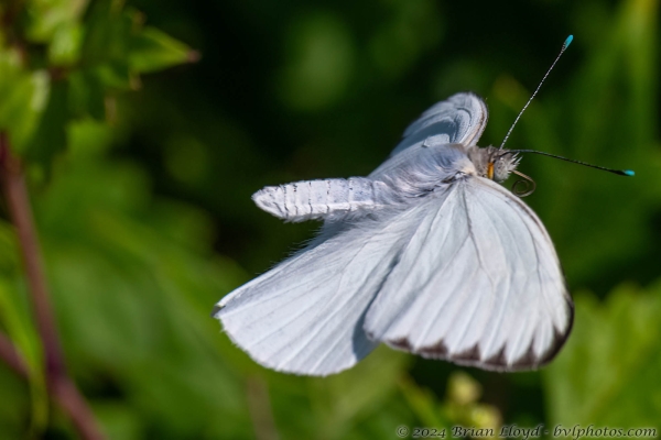 NWFN St Marks 2024-08-14 - White, Great Southern (53)