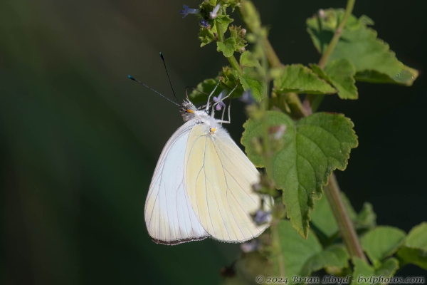 NWFN St Marks 2024-08-14 - White, Great Southern (70)