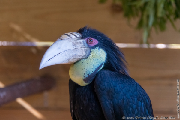 North FL Wildlife Ctr, Jeff 2021-12-01 - Hornbill, Bar-pouched Wreathed