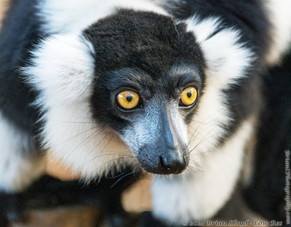 North FL Wildlife Ctr, Jeff 2021-12-01 - Lemur, Black and white ruffed (1)