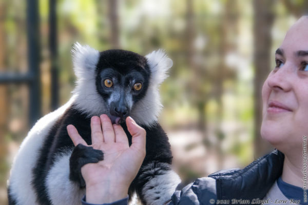 North FL Wildlife Ctr, Jeff 2021-12-01 - Lemur, Black and white ruffed (2)