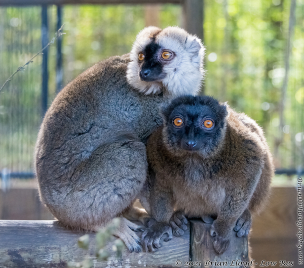North FL Wildlife Ctr, Jeff 2021-12-01 - Lemur, Common Brown