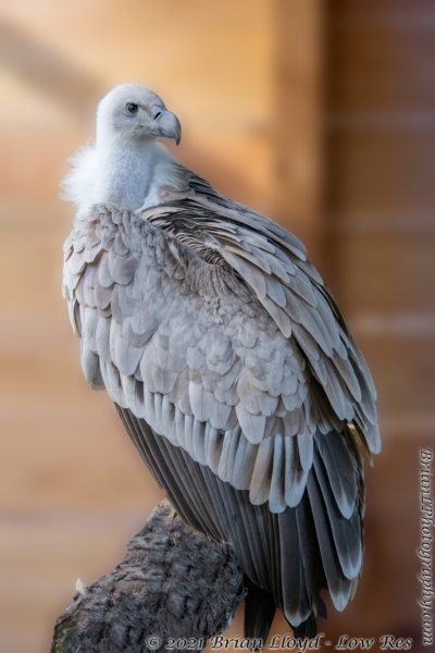 North FL Wildlife Ctr, Jeff 2021-12-01 - Vulture, Eurasian Griffon (1)
