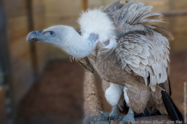 North FL Wildlife Ctr, Jeff 2021-12-01 - Vulture, Eurasian Griffon (2)