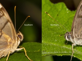 Northern vs Southern