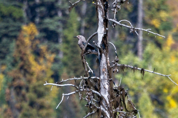 Nutcracker, Clark's Day-15 Banff Marble Canyon 2022-09-28 81-3