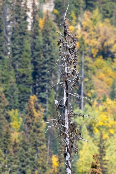 Nutcracker, Clark's Day-15 Banff Marble Canyon 2022-09-28 81