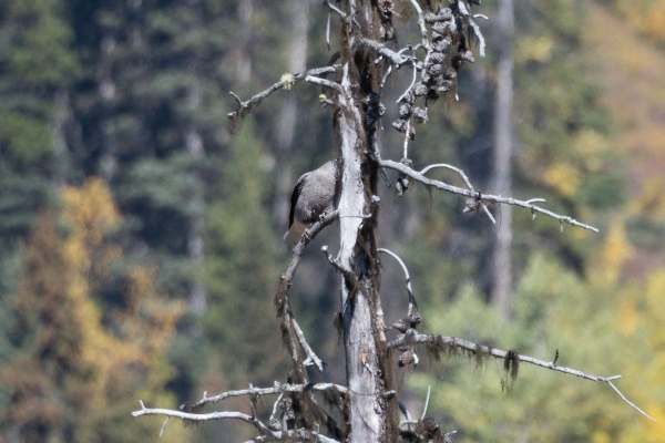 Nutcracker, Clark's Day-15 Banff Marble Canyon 2022-09-28 82