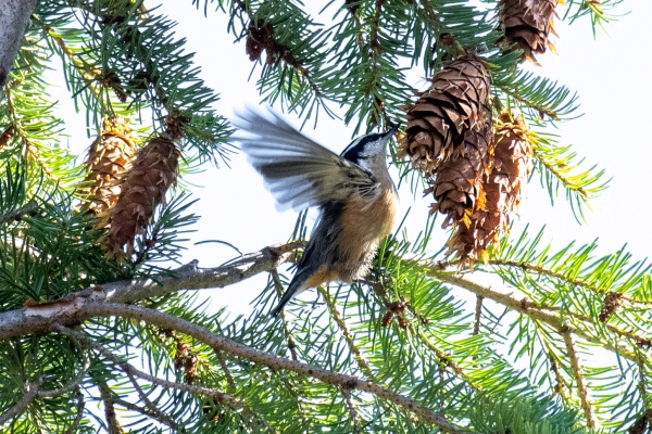 Nuthatch, Red Breasted, Day-04 Kamloops-Clearwater 2022-09-18 61 Rd-Breasted Nuthatch-1