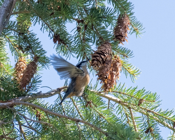 Nuthatch, Red Breasted, Day-04 Kamloops-Clearwater 2022-09-18 61 Rd-Breasted Nuthatch