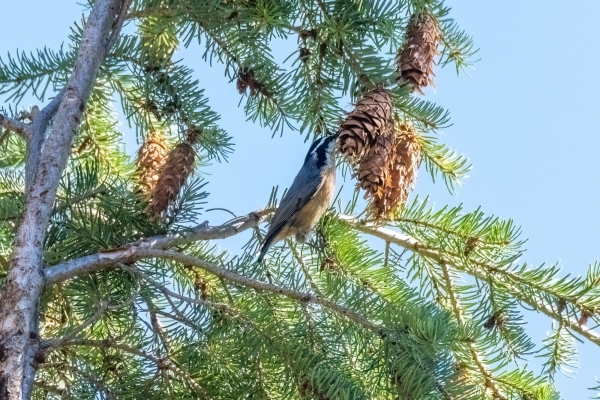 Nuthatch, Red Breasted, Day-04 Kamloops-Clearwater 2022-09-18 65