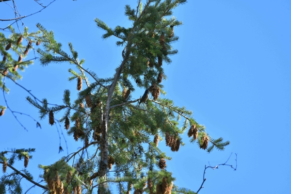 Nuthatch, Red Breasted, Day-04 Kamloops-Clearwater 2022-09-18 70