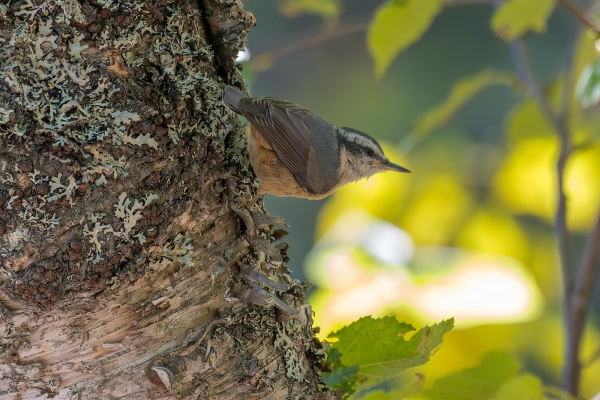 Nuthatch, Red-breasted Day-06 Clearwater Waterfalls 2022-09-20 61