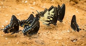 Gallery of Swallowtails