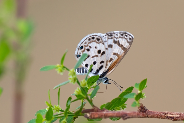 Pied Pierrot D07 Serengeti C Nyumbani 231012 134247 _02