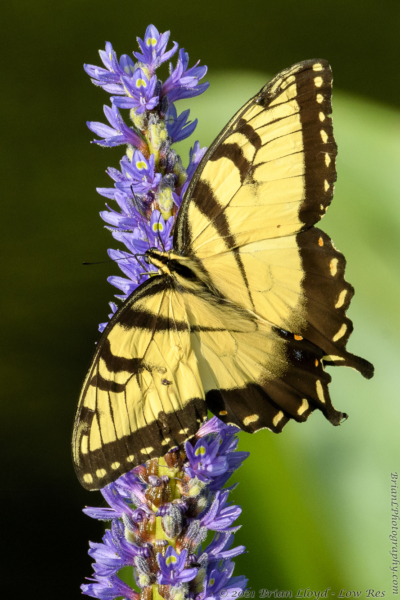 PineZ 2021-07-16 - Swallowtail, E Tiger (1)