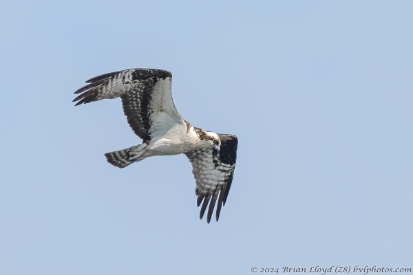 Pinez 2024-05-31 - Osprey (2)