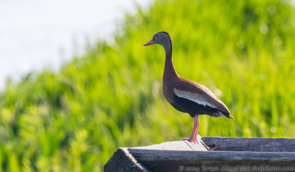 Pinez 2024-05-31 - Whistling-Duck, Black-bellied