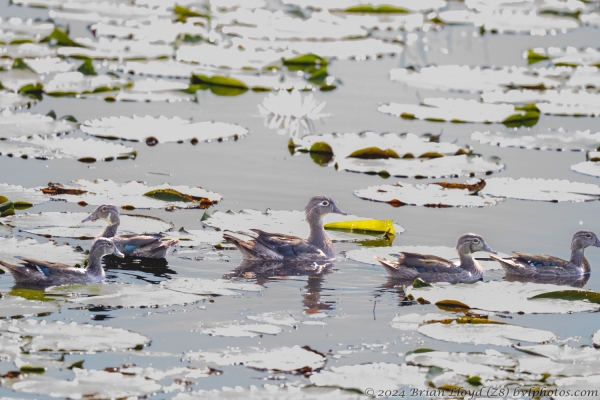 2024-05-31PineZ Birding walk