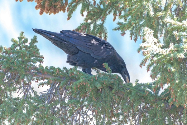 Raven Day-08 Jasper Maligne 2022-09-22 276