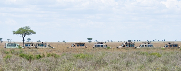 Rhinoceros D08 Serengeti C Nyumbani 231013 121314_