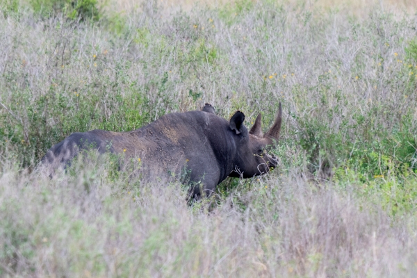 Rhinoceros D08 Serengeti C Nyumbani 231013 131137_