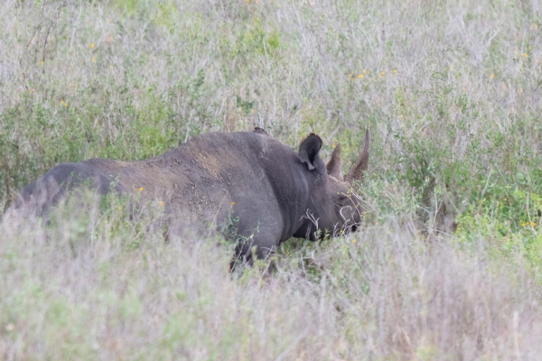 Rhinoceros D08 Serengeti C Nyumbani 231013 131156_