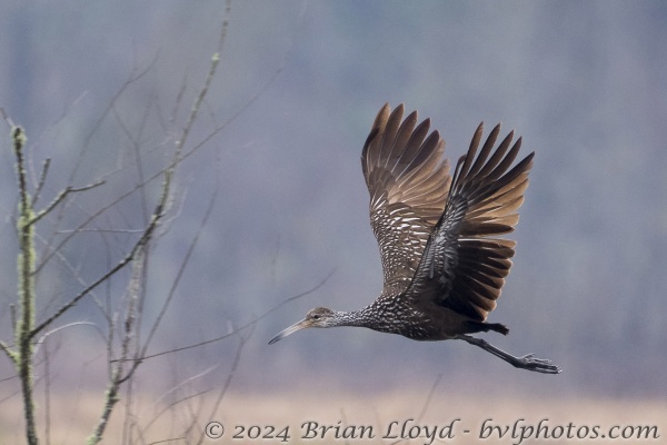 RhodenLanding_2017_02_22 - Limpkin (1)