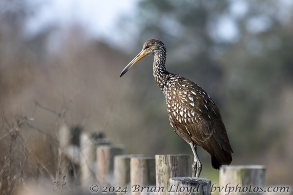 SB LkHenrietta_2020_02_11 - Limpkin (1)-FS