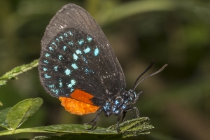 SFL_Fairchild_Trop_Pk_2017-05-08 - Hairstreak, Atala (3)-websized