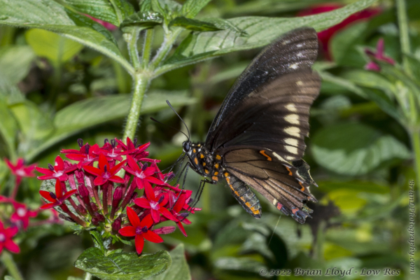 SFL_Fairchild_Trop_Pk_2017-05-08 - Swallowtail, Polydamus (1)