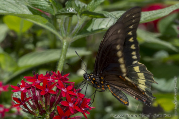 SFL_Fairchild_Trop_Pk_2017-05-08 - Swallowtail, Polydamus (2)