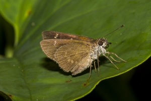 SFL_TreeTopsPark 2017_05_05 - Skipper, 3 Spotted (3)-Fullsized