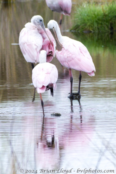 STMarks_2015_10_02 - Spoonbill, Roseate (1)