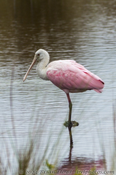 STMarks_2015_10_02 - Spoonbill, Roseate (2)