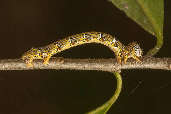San Felasco HPSP 2022-03-28 - Caterpillar, Moth (1)