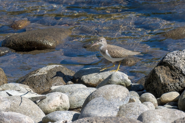 Sandpiper, Spotted Day-06 Clearwater Waterfalls 2022-09-20 26