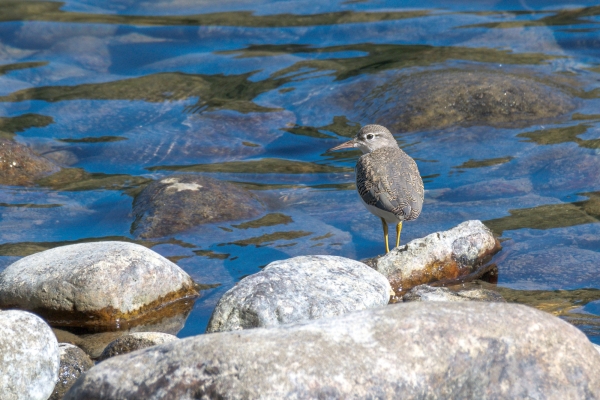 Sandpiper, Spotted Day-06 Clearwater Waterfalls 2022-09-20 30