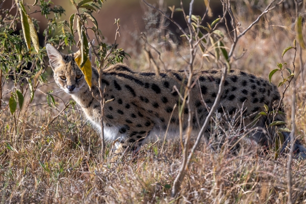 Serval D05 NgC 231010 080719 _01