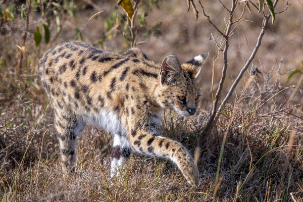 Serval D05 NgC 231010 080738_