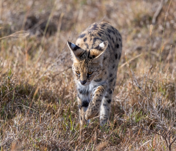 Serval D05 NgC 231010 080745_