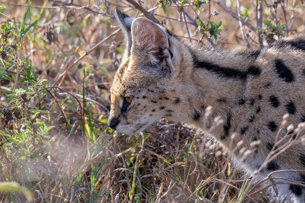 Serval D05 NgC 231010 080818_