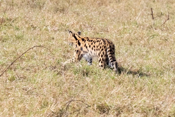 Serval D05 NgC 231010 090155 _02