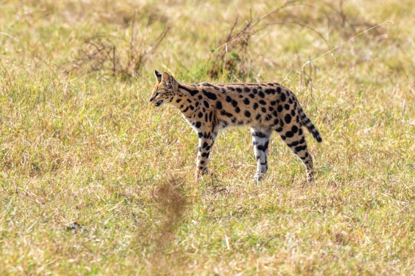 Serval D05 NgC 231010 090331