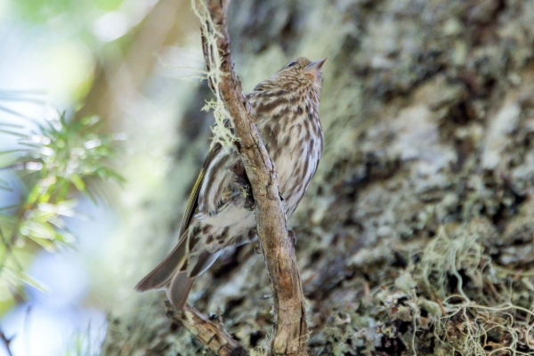 Siskin, Pine Day-05 Clearwater Waterfalls 2022-09-19 225