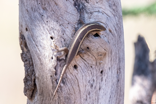 Skink, African Striped D08 Serengeti C Nyumbani 231013 105252_