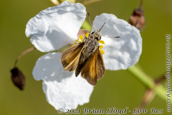 SkipperFest-Bull CreekWMA 2021-10-03 - Skipper, Arogos #1 (2)