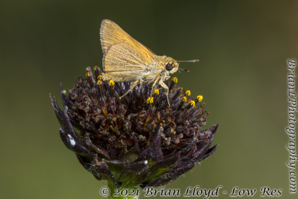 SkipperFest-Bull CreekWMA 2021-10-03 - Skipper, Arogos #2 (5)